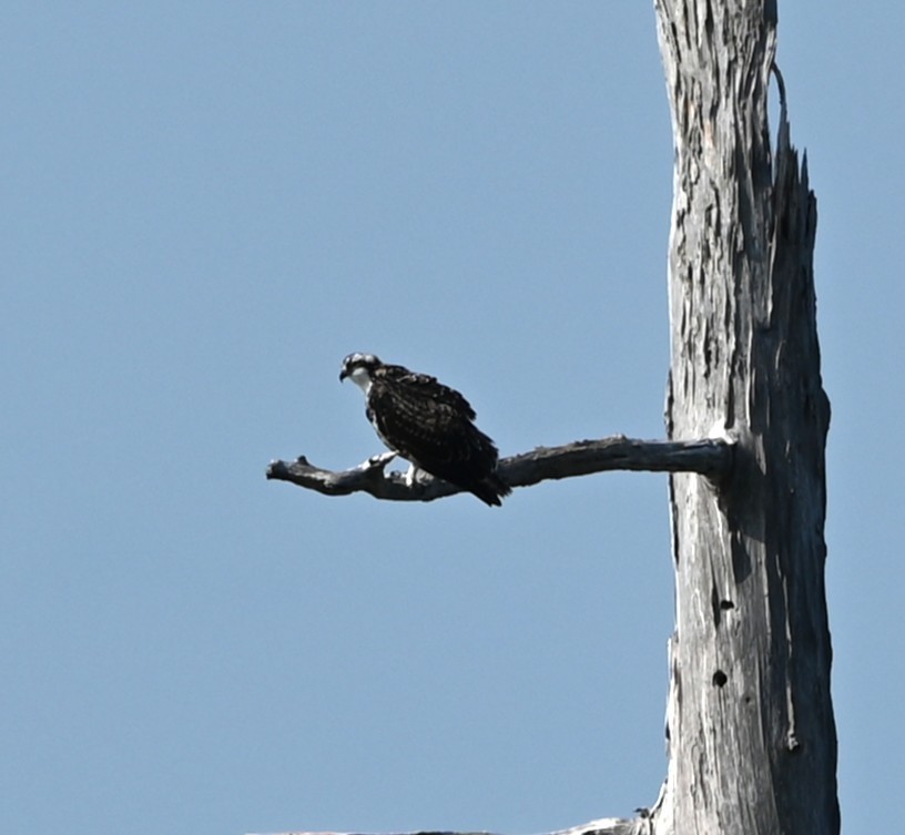 Osprey - ML639603184