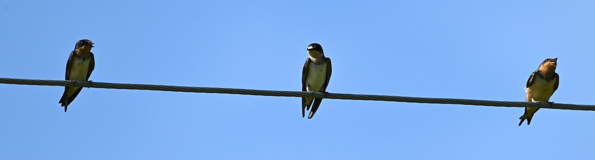 Barn Swallow - ML639603190