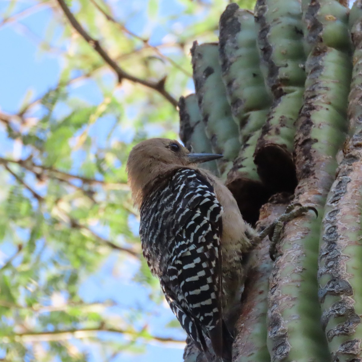 Gila Woodpecker - ML639603211