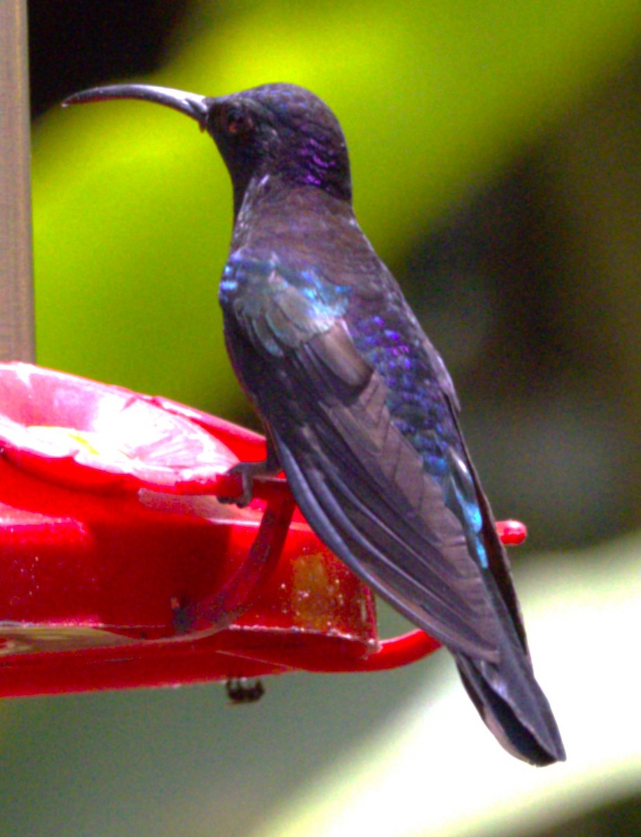 Violet Sabrewing - ML639603237