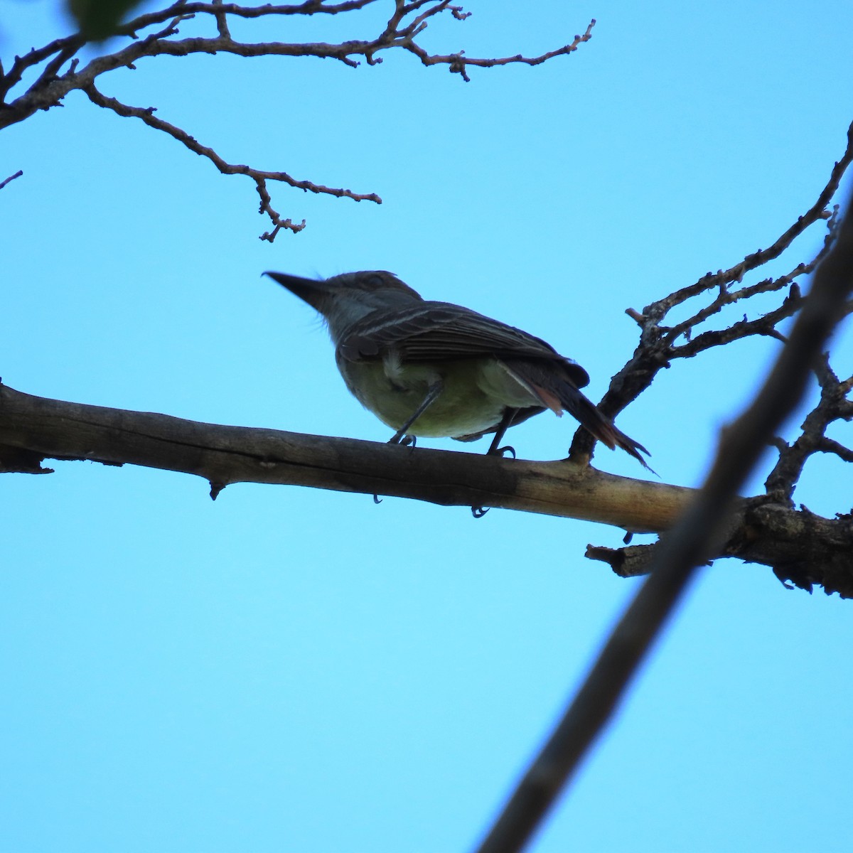 Brown-crested Flycatcher - ML639603248