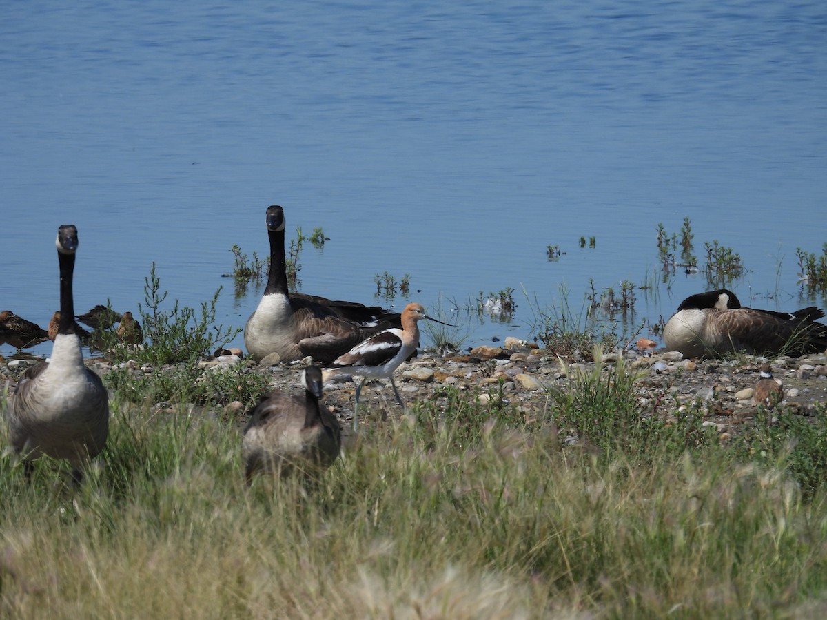 American Avocet - ML639603267