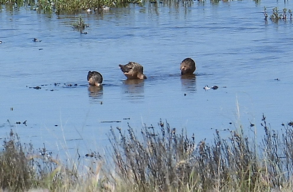 Хараалжин цууцил - ML639603350