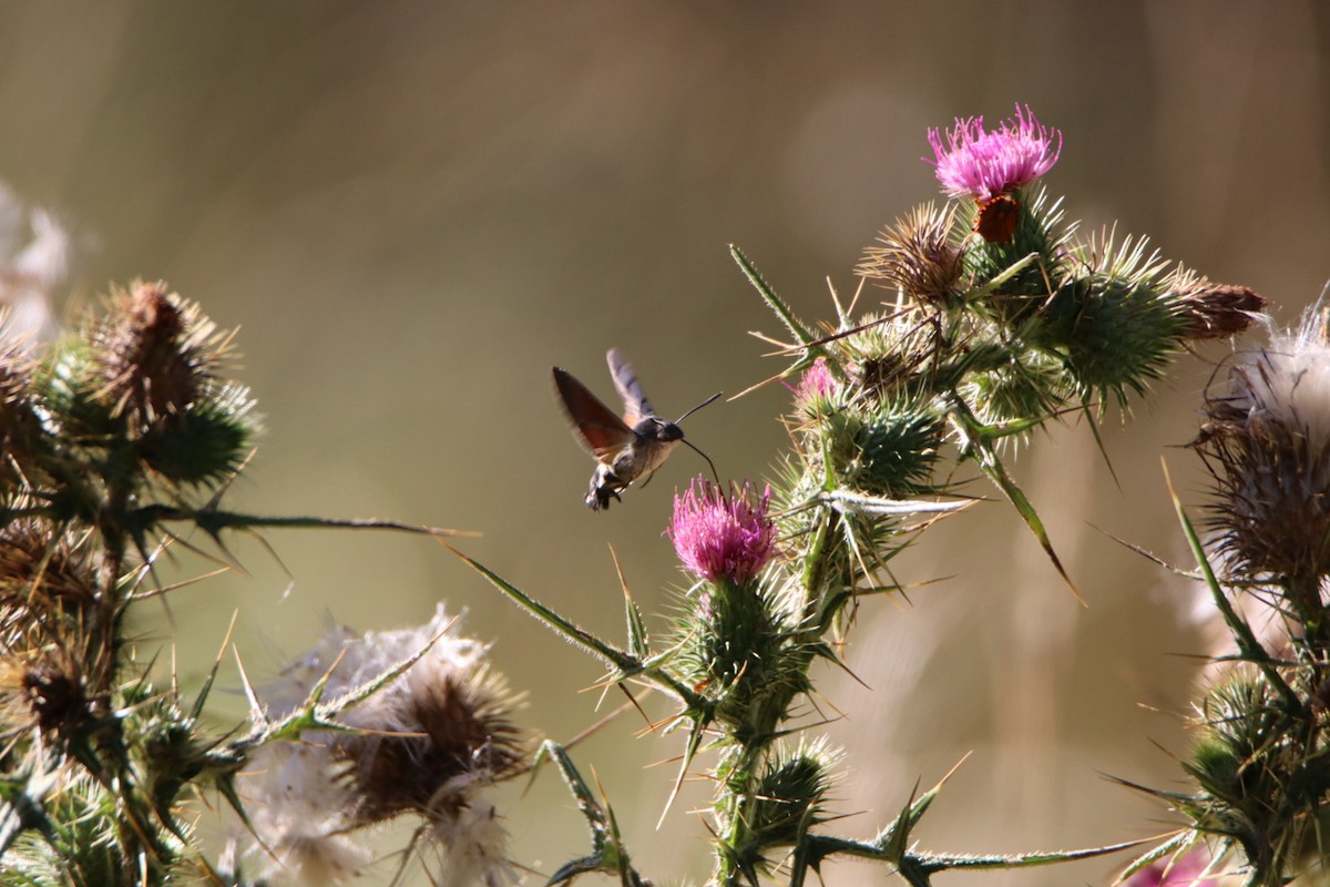 Animals - ML639603407