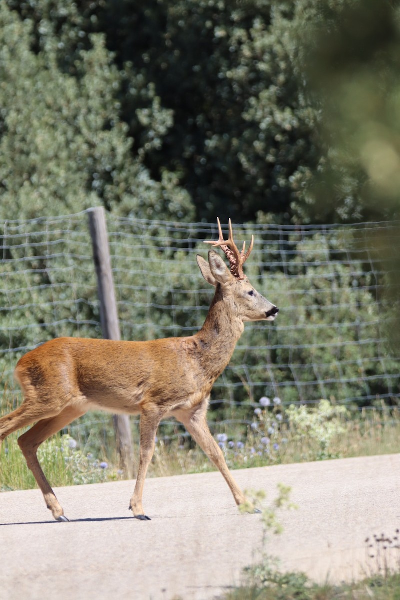 Animals - ML639603408