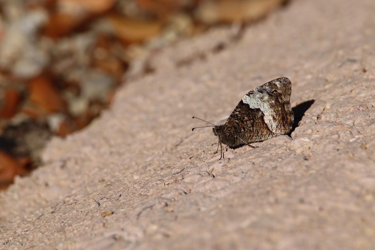 Animals - ML639603410