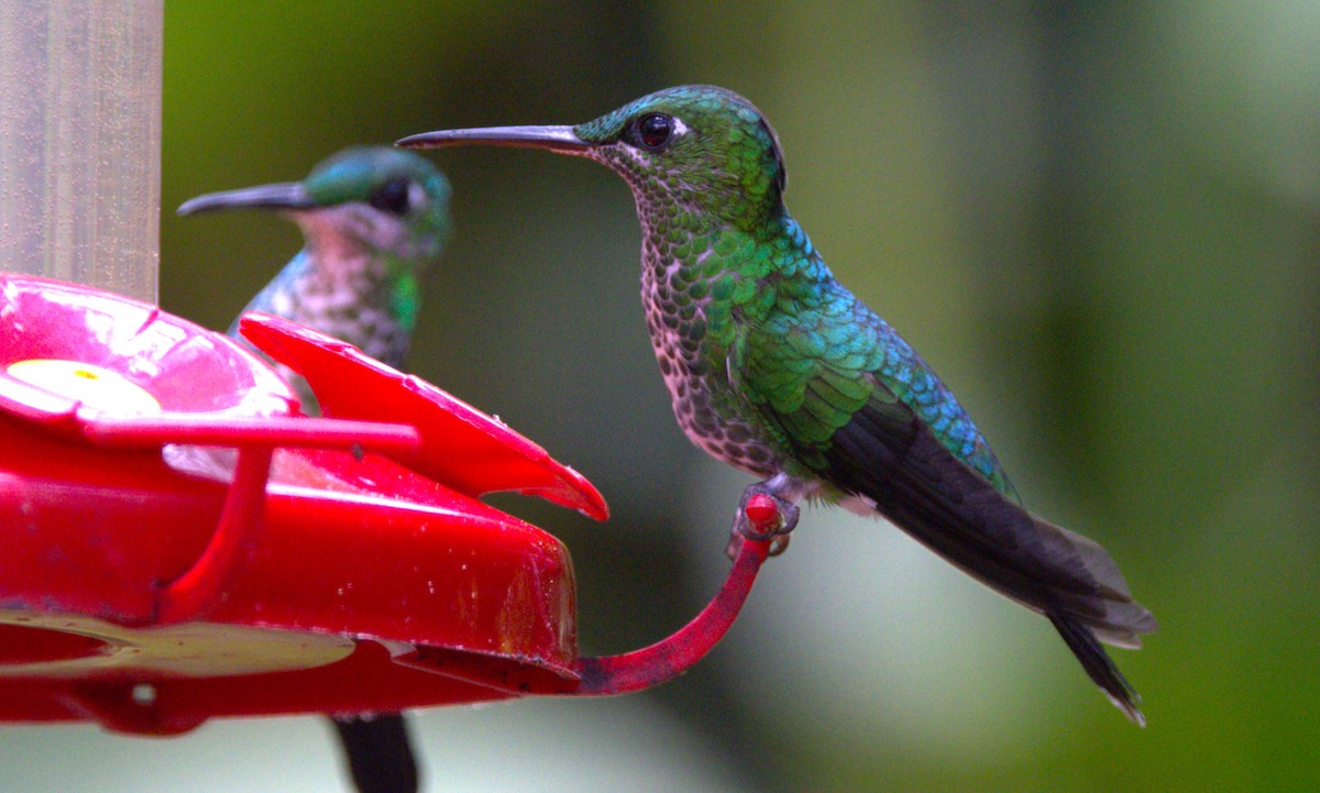 Green-crowned Brilliant - ML639603425