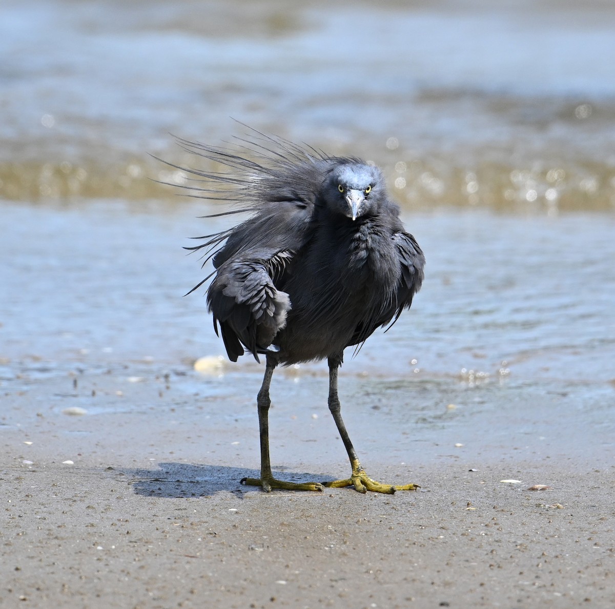 Pacific Reef-Heron - ML639603430