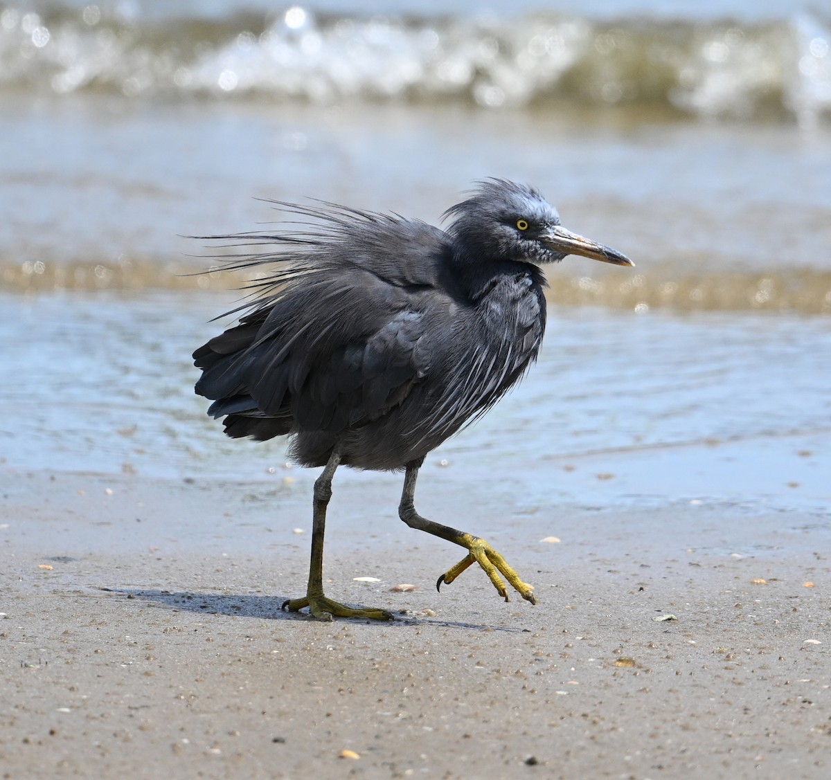 Pacific Reef-Heron - ML639603431