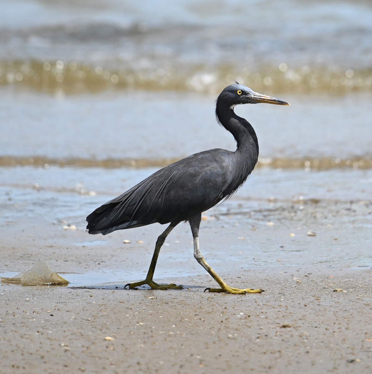 Pacific Reef-Heron - ML639603438