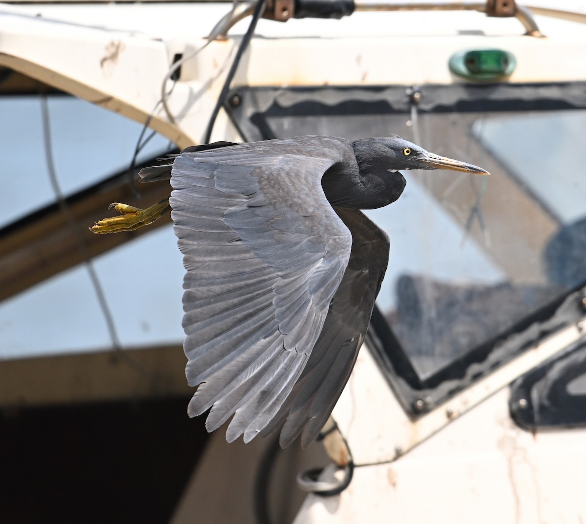 Pacific Reef-Heron - ML639603440