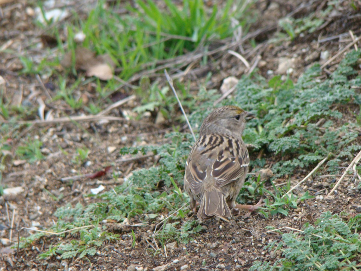 Golden-crowned Sparrow - ML639603447