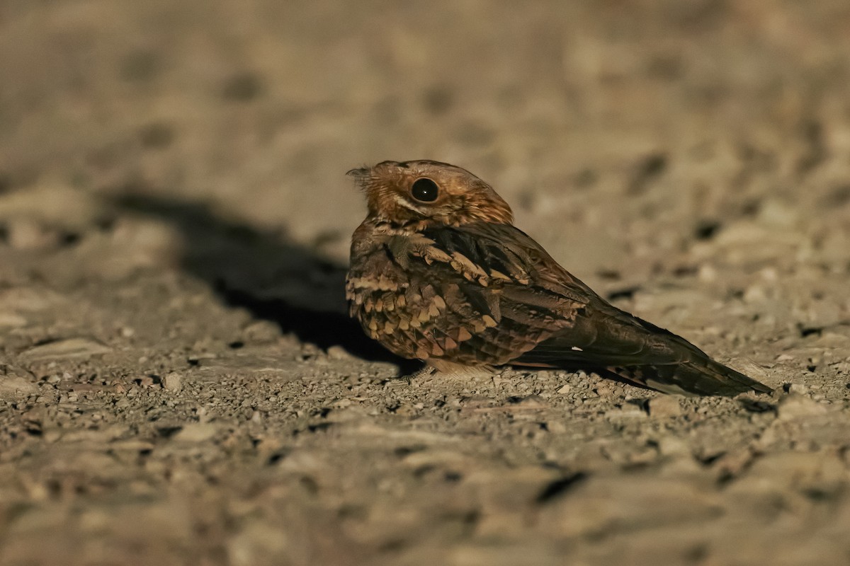 Red-necked Nightjar - ML639603462