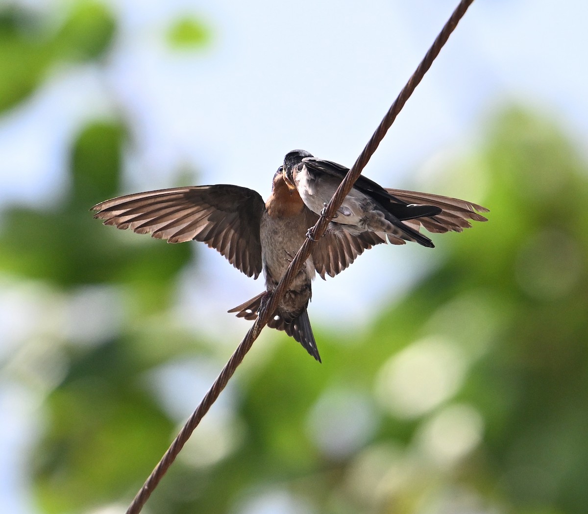 Pacific Swallow - ML639603484