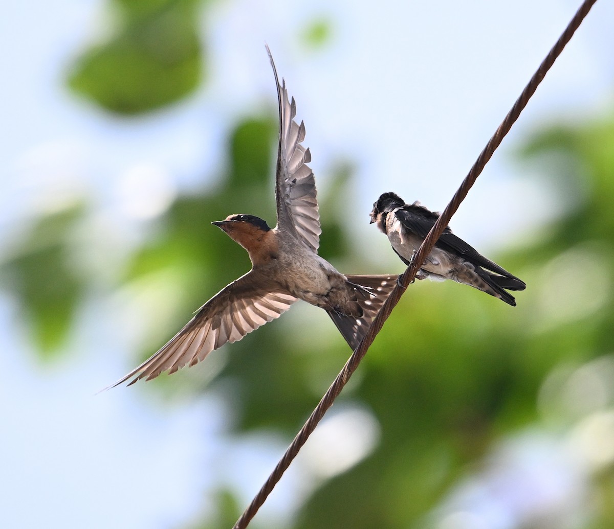 Pacific Swallow - ML639603486