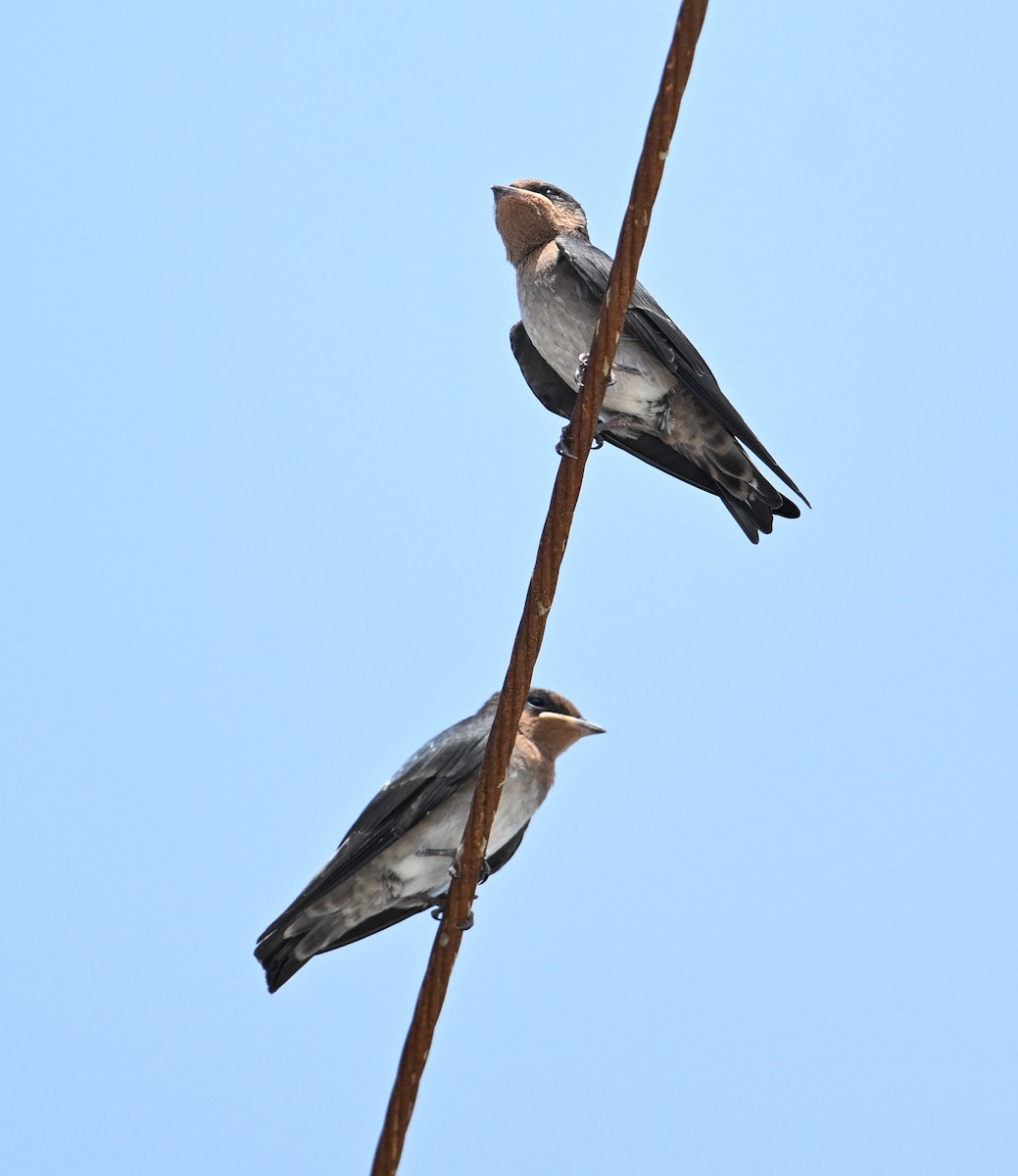 Pacific Swallow - ML639603487