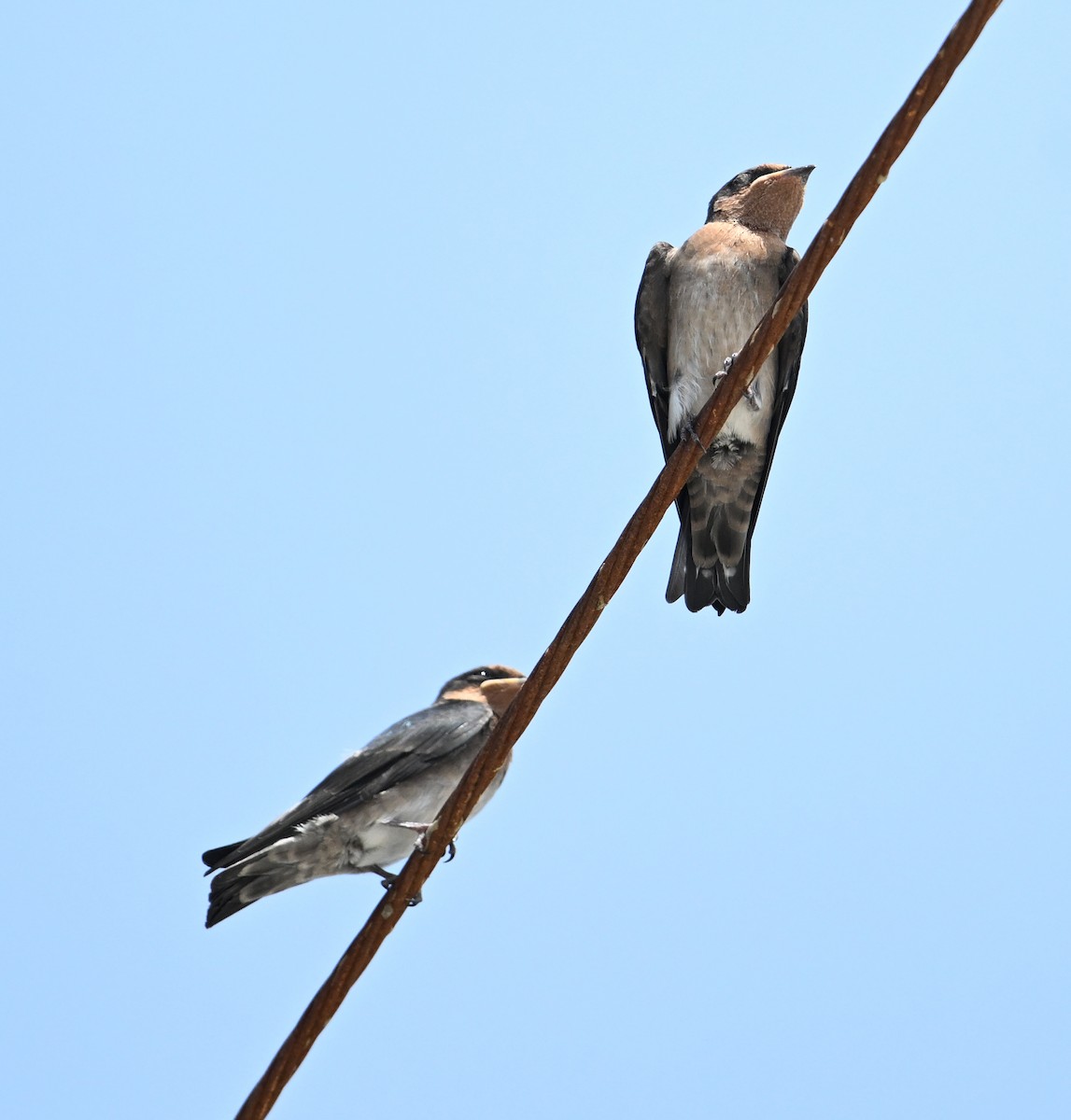 Pacific Swallow - ML639603488