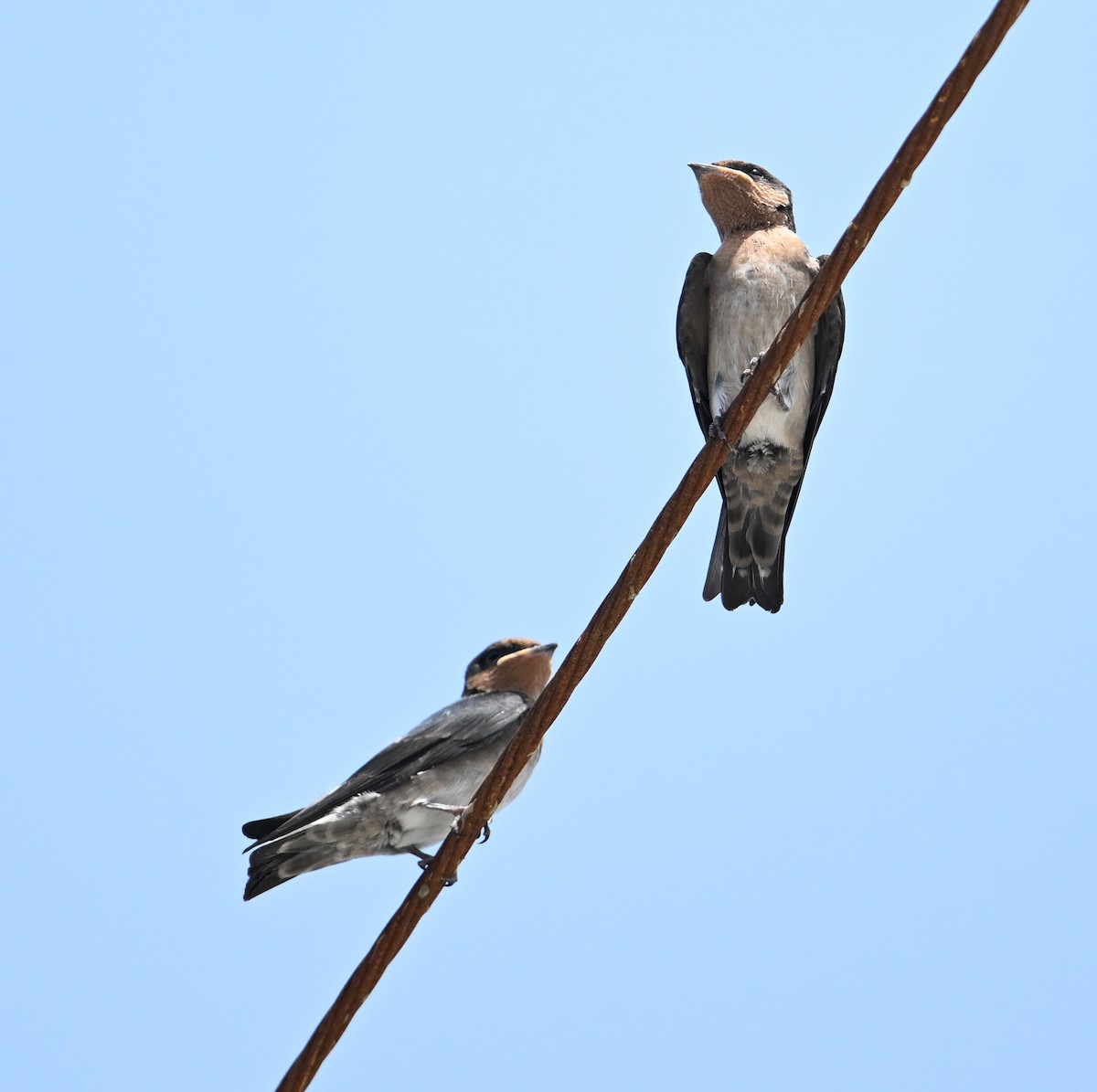 Pacific Swallow - ML639603489