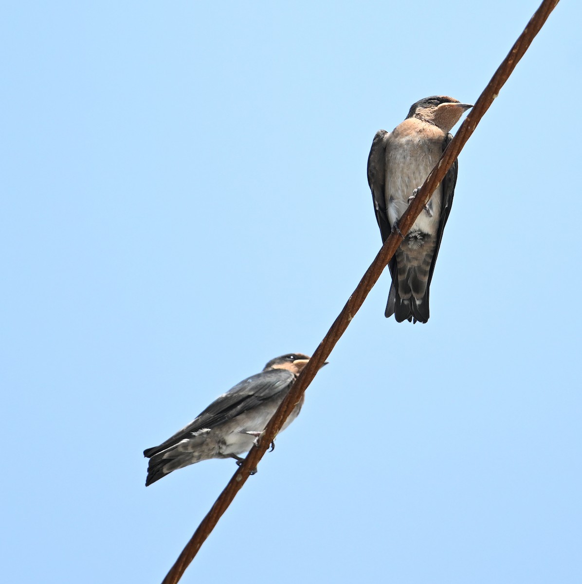 Pacific Swallow - ML639603490