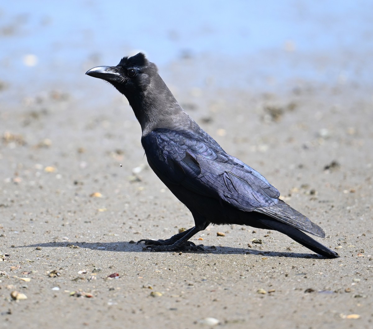 House Crow - ML639603517