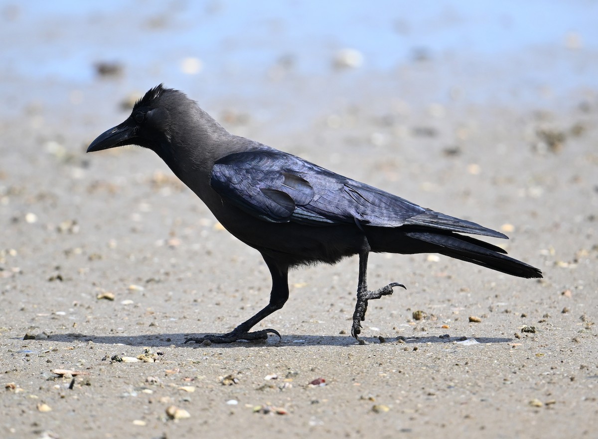 House Crow - ML639603518