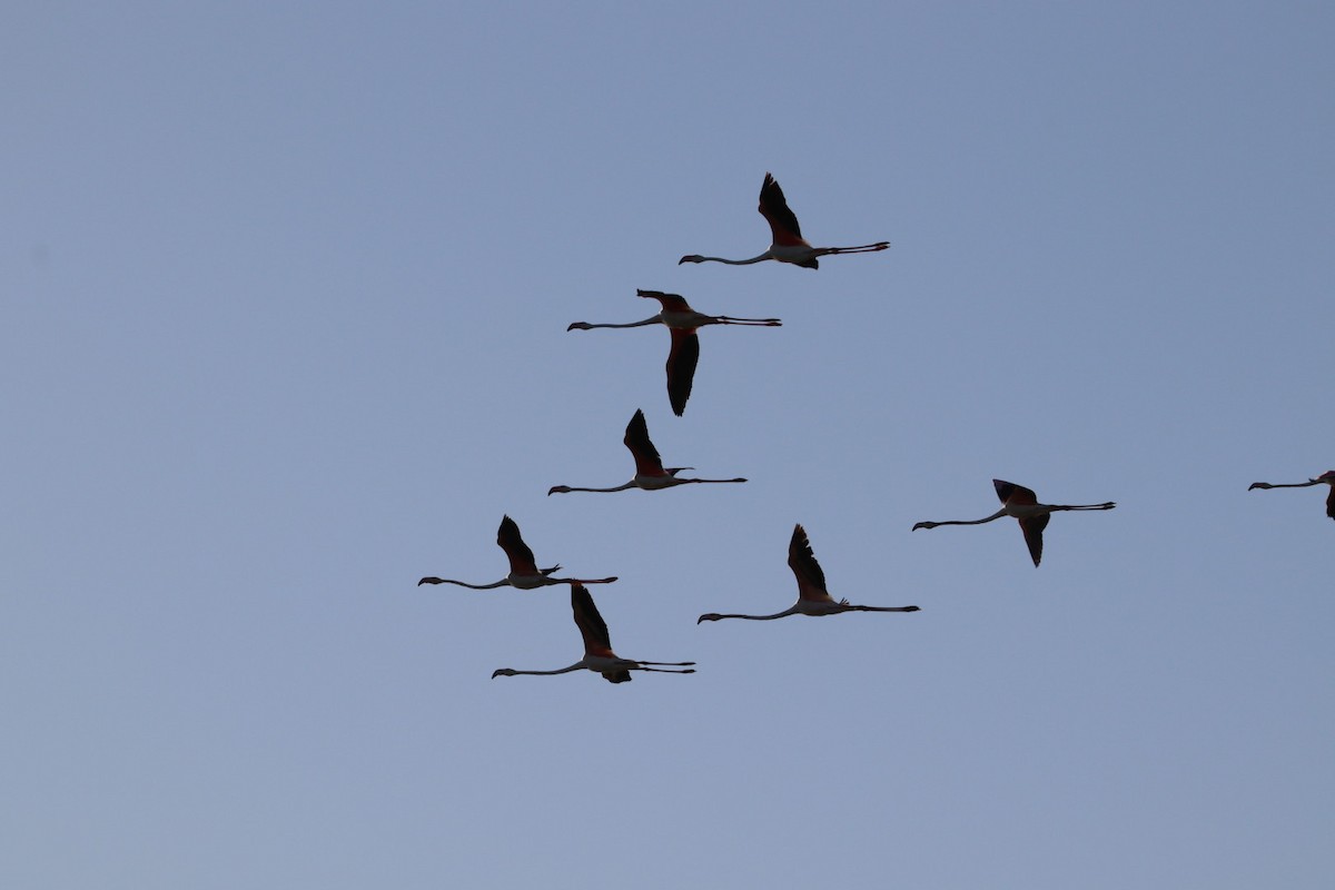 plameňák růžový - ML639603528