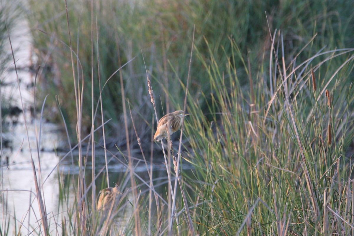 volavka vlasatá - ML639603546