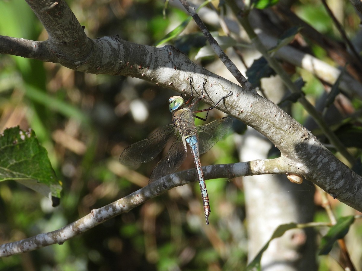 Animals - ML639603569