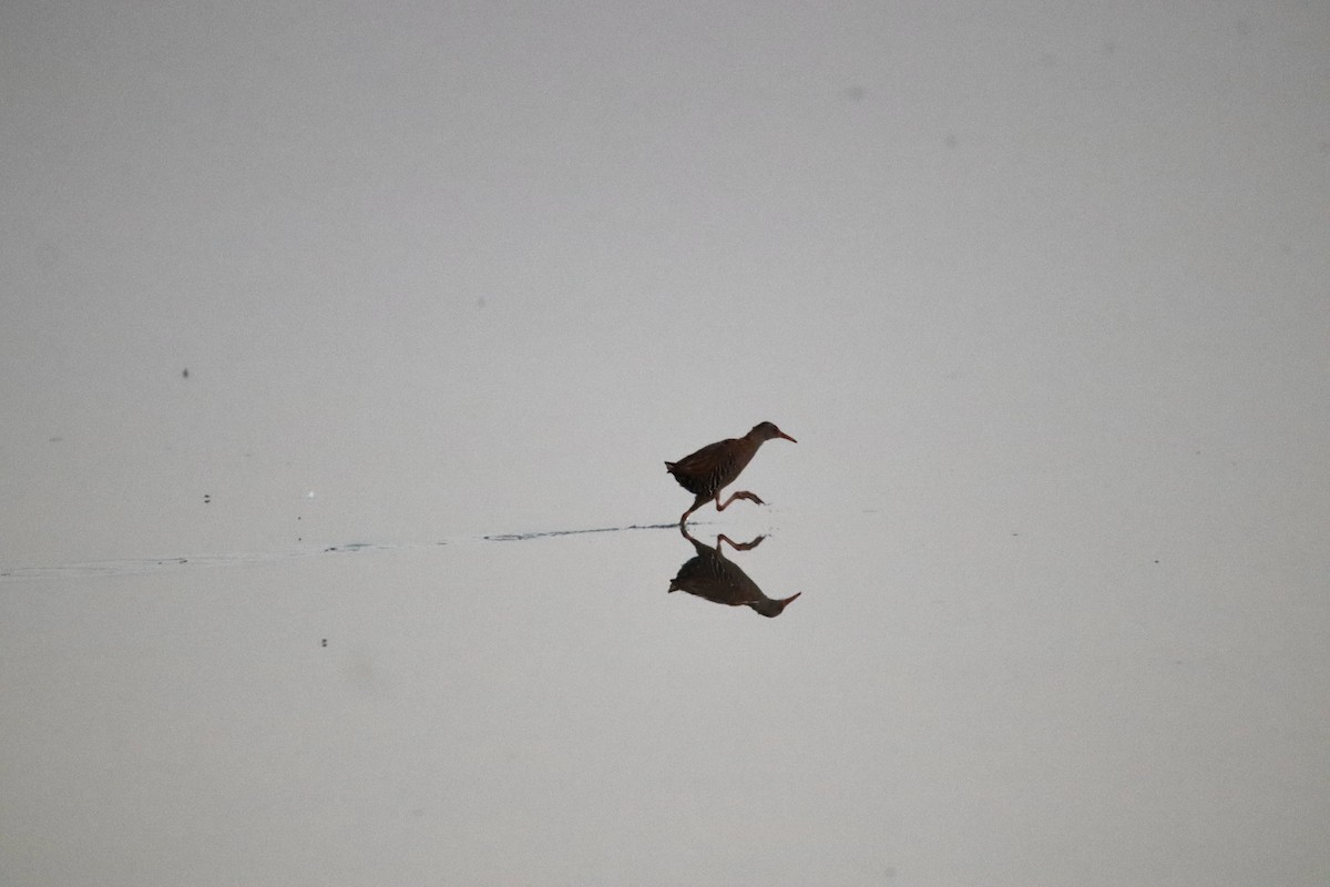 chřástal vodní - ML639603626