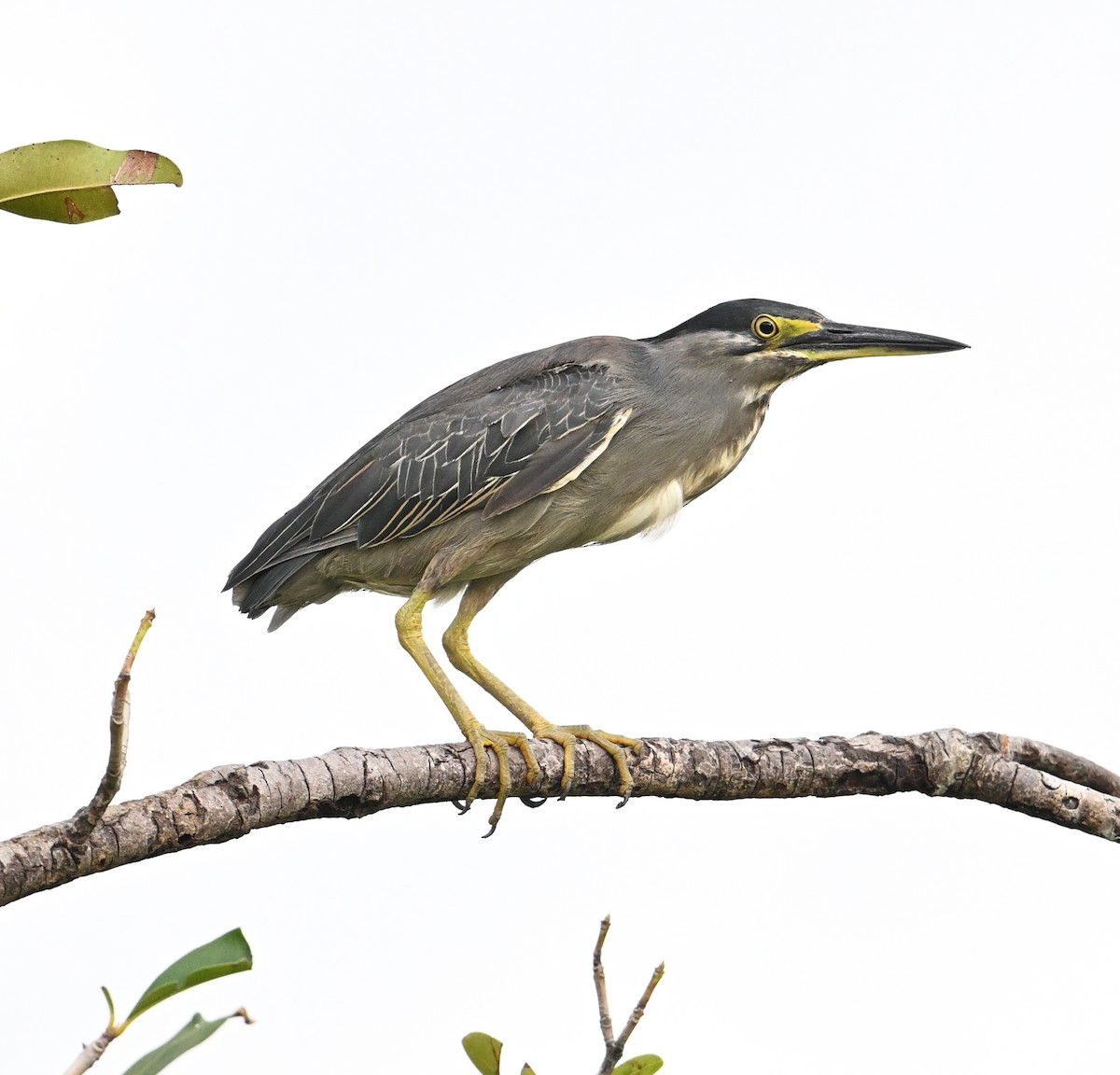 Striated Heron (Old World) - ML639603629