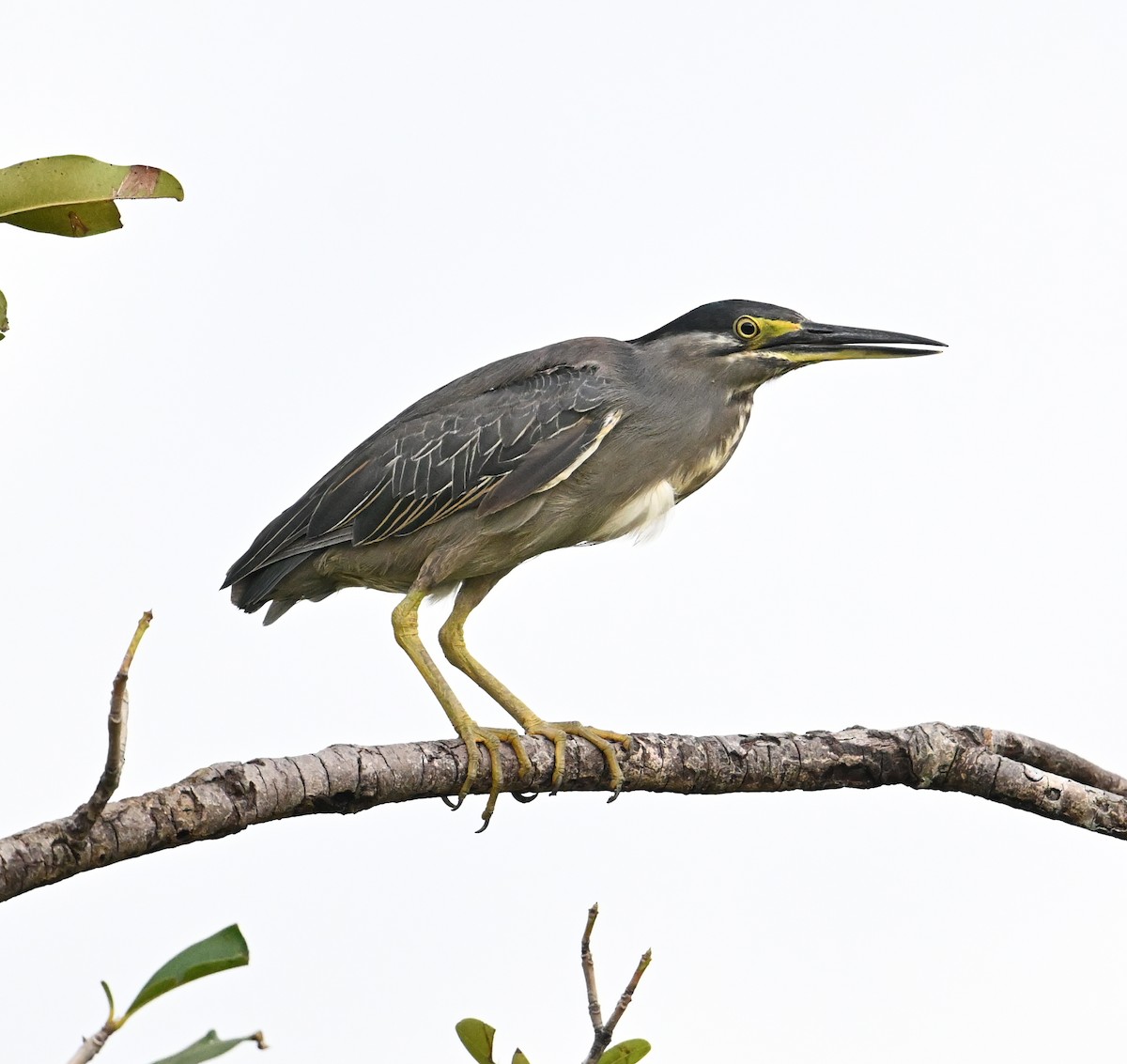 Striated Heron (Old World) - ML639603630