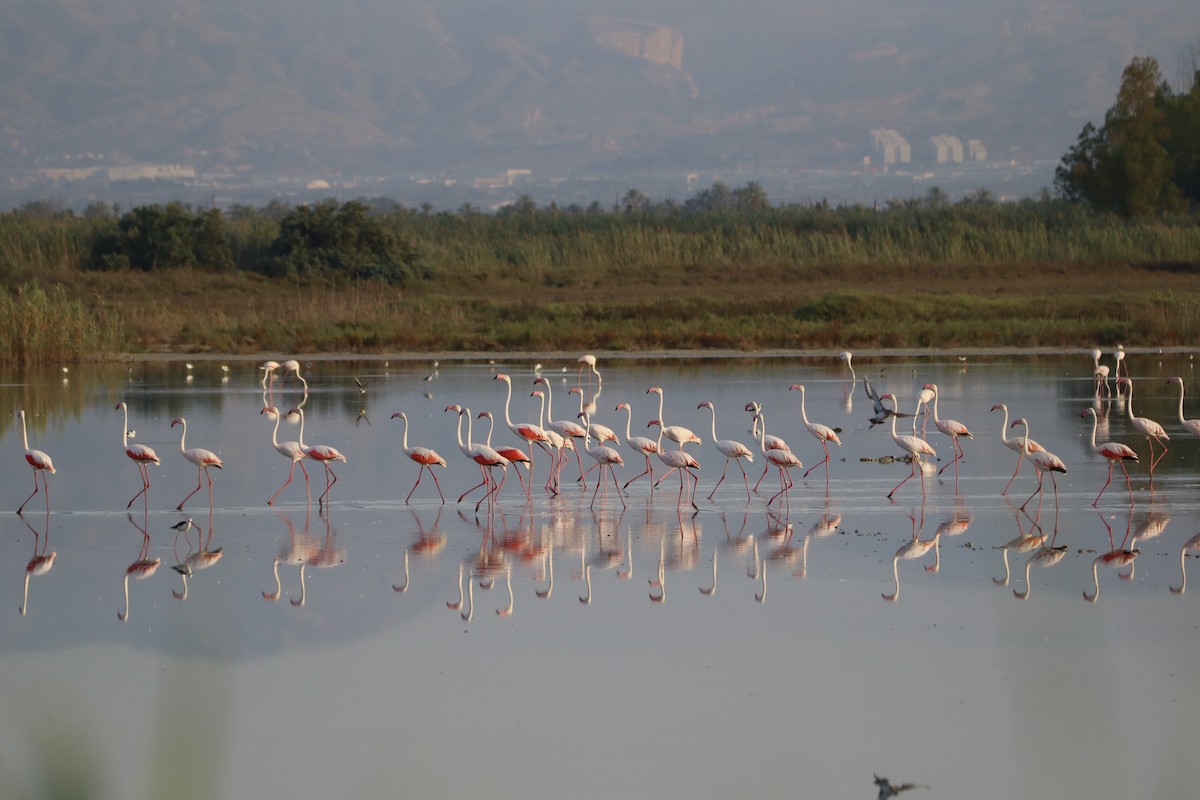 plameňák růžový - ML639603638