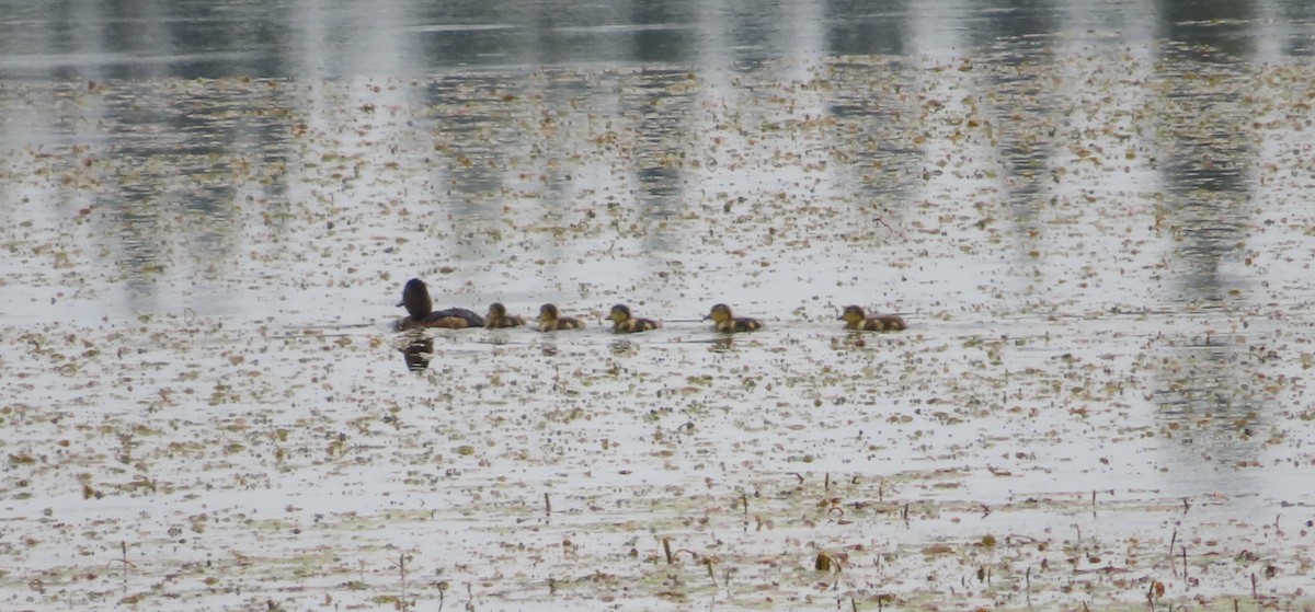Ring-necked Duck - ML639603652
