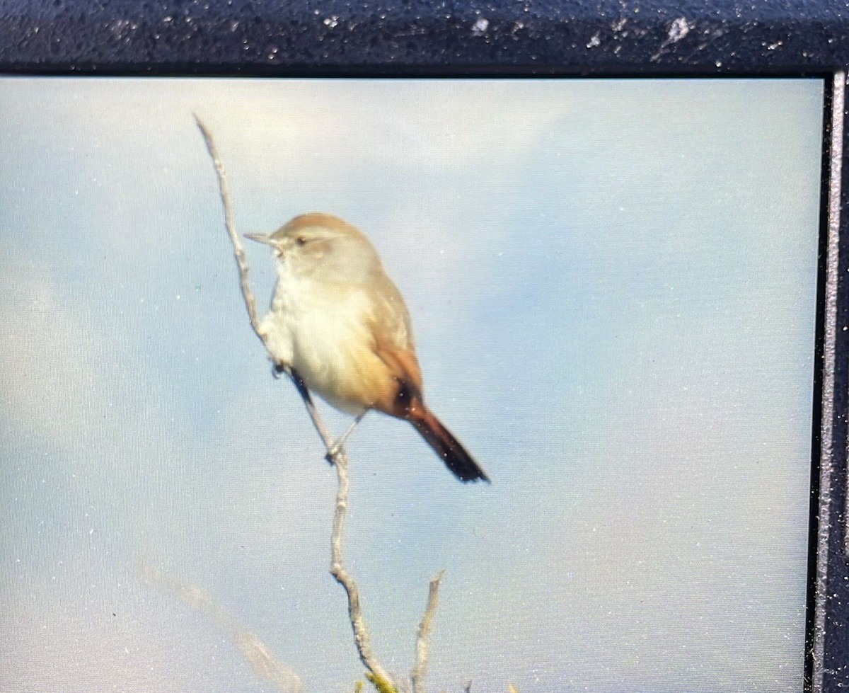 Rusty-vented Canastero - ML639603653