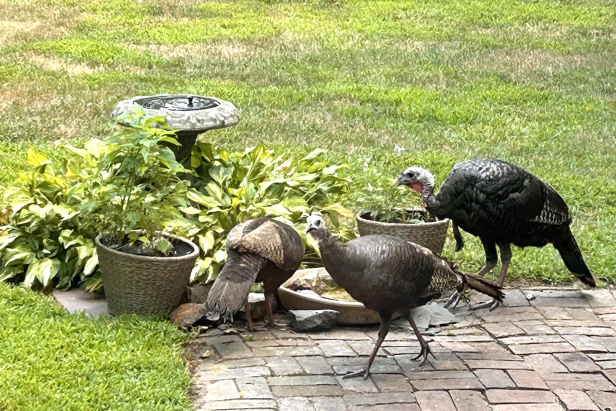 krocan divoký - ML639603705