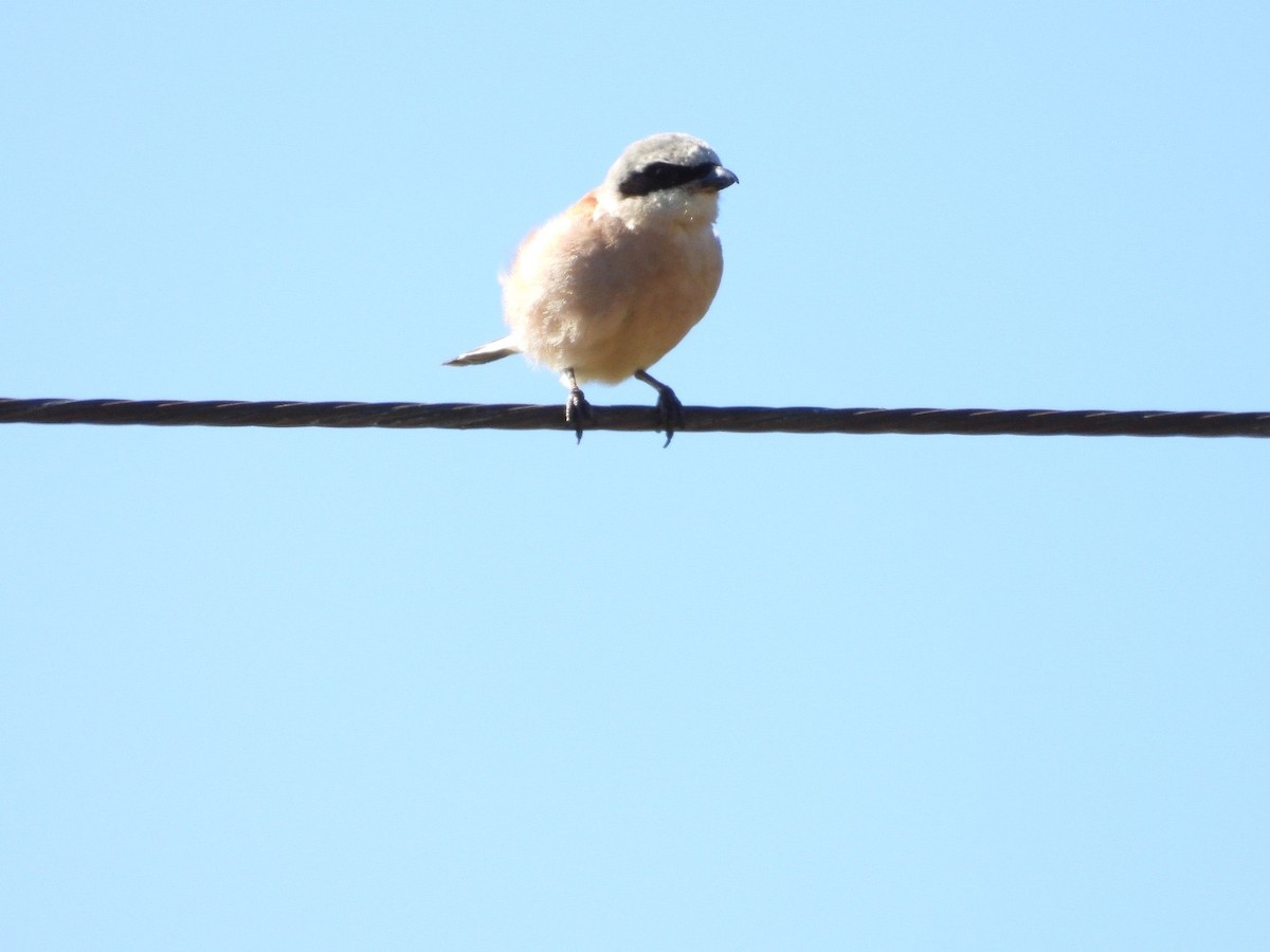 ťuhýk obecný - ML639603739