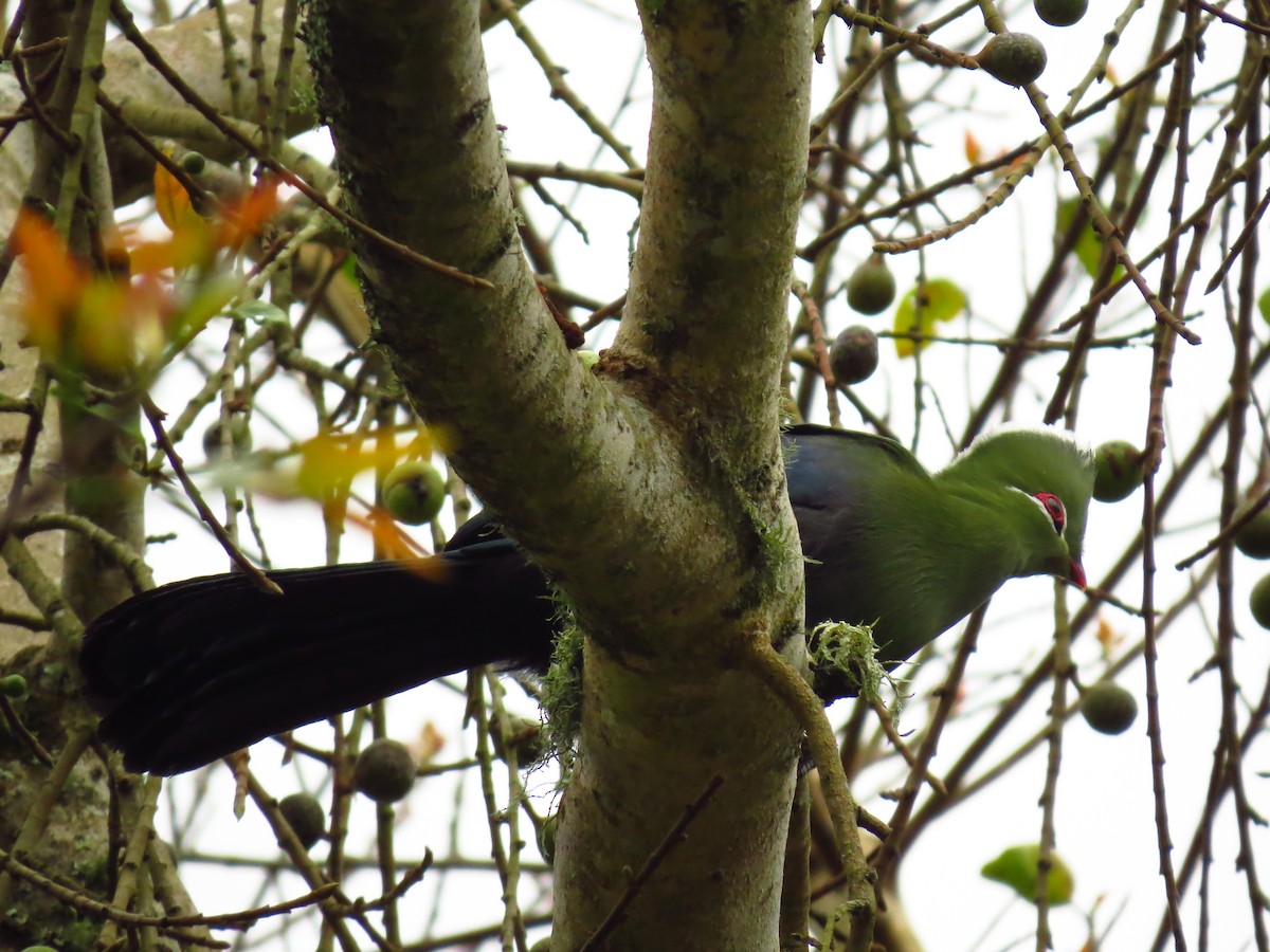 Knysna Turaco - ML639603749