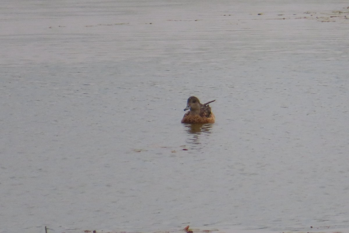 American Wigeon - ML639603849