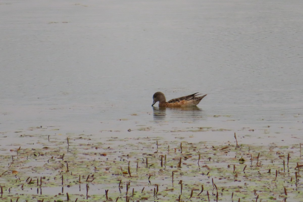 American Wigeon - ML639603850