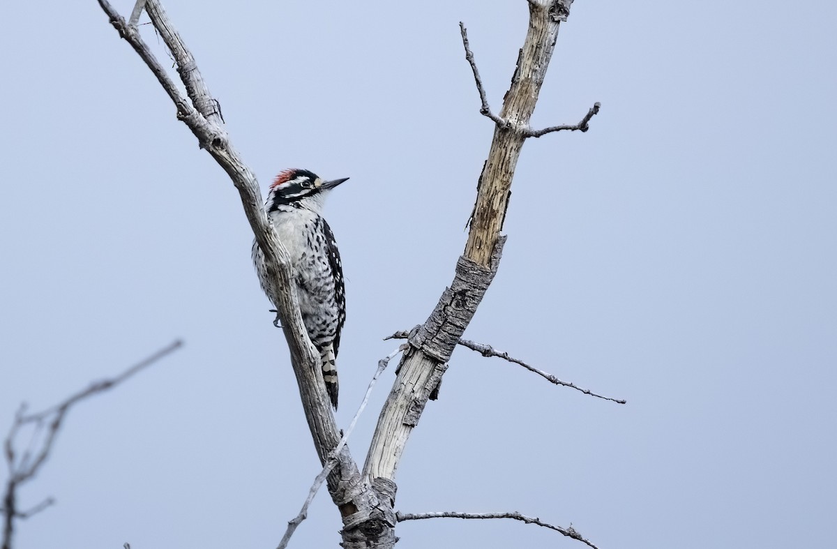 Nuttall's Woodpecker - ML639603867