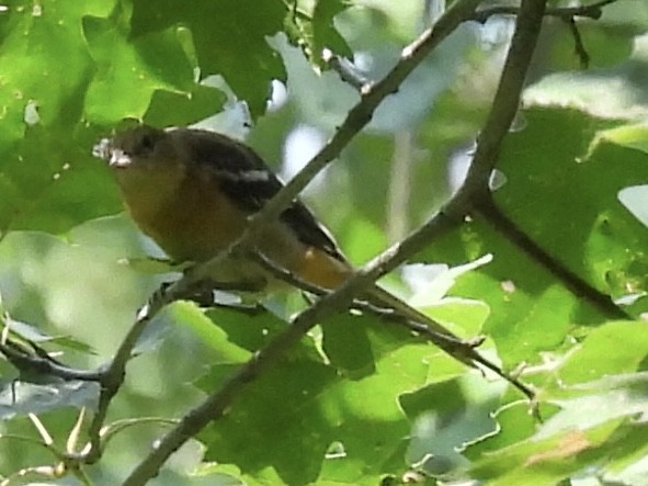 Baltimore Oriole - ML639603885