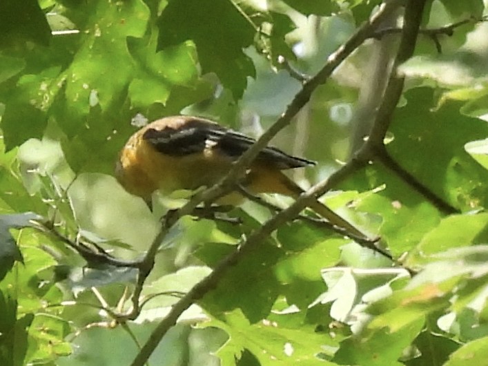 Baltimore Oriole - ML639603887