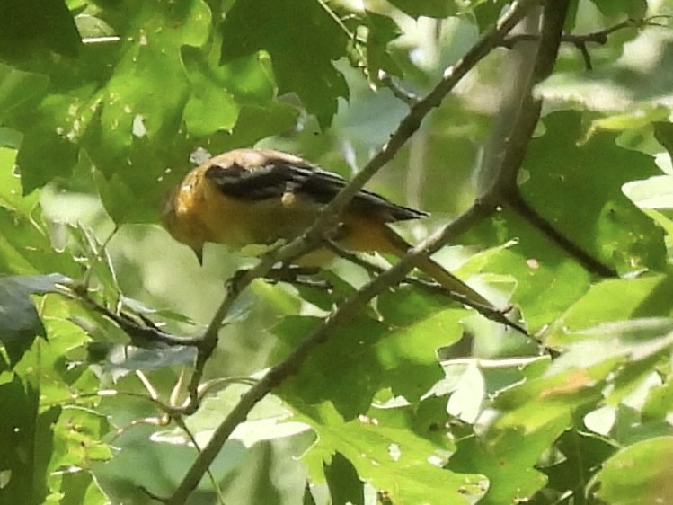 Baltimore Oriole - ML639603888