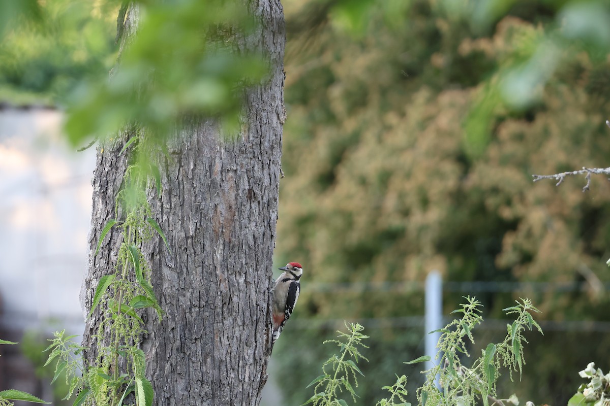 アカゲラ - ML639603923