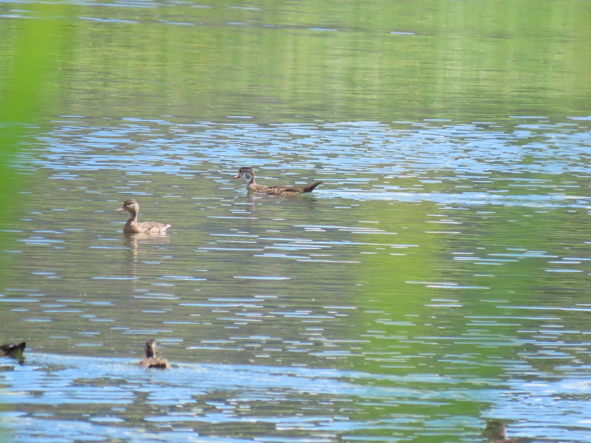 Wood Duck - ML639603931