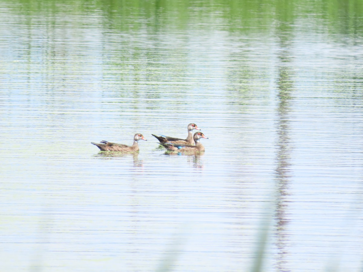 Wood Duck - ML639603934