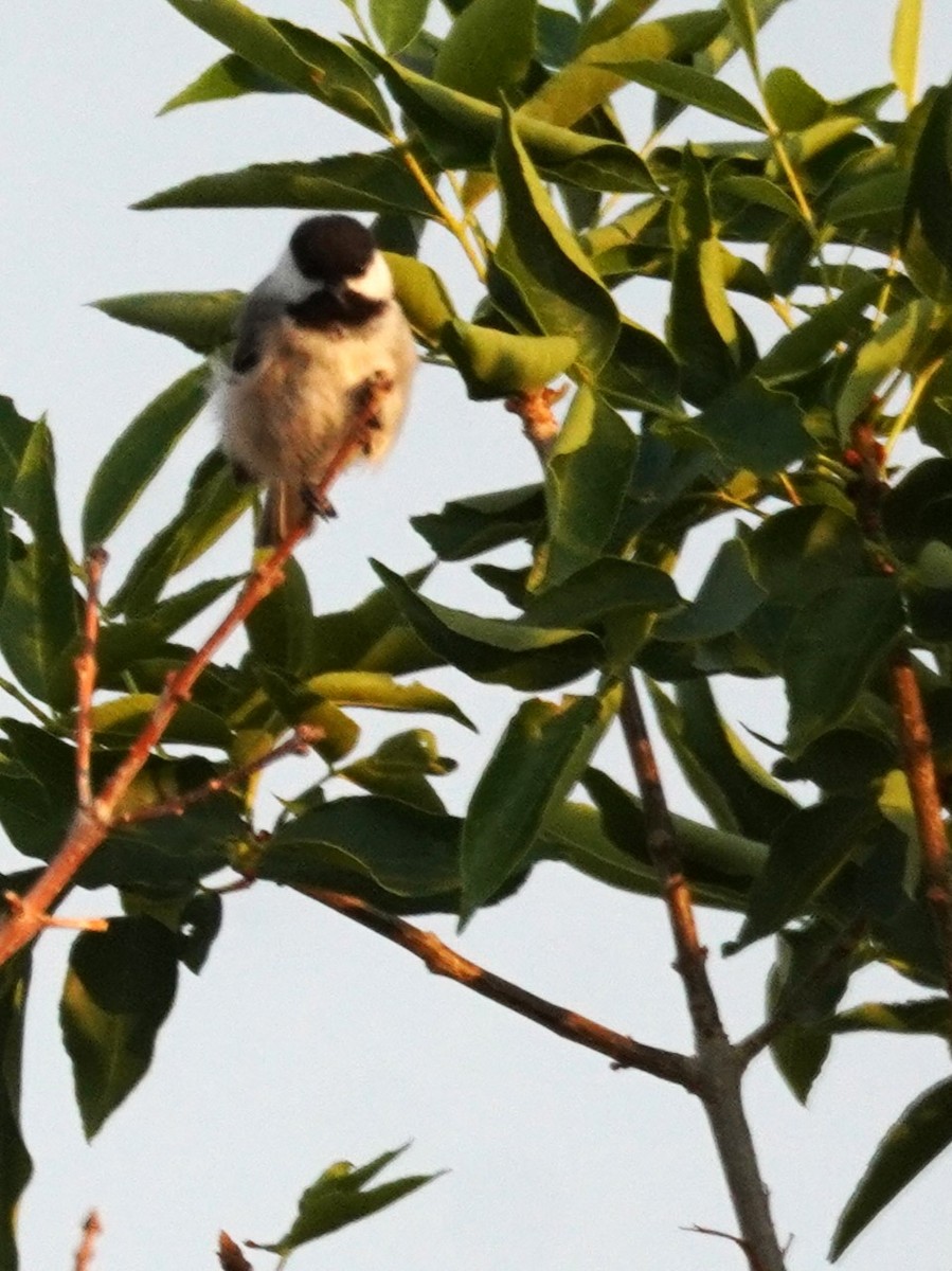 Black-capped Chickadee - ML639603972
