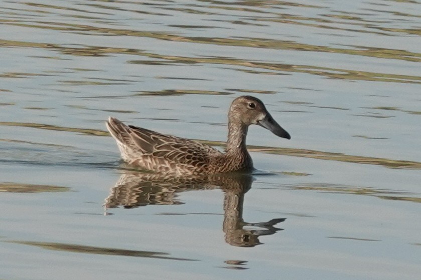 Blue-winged Teal - ML639603980