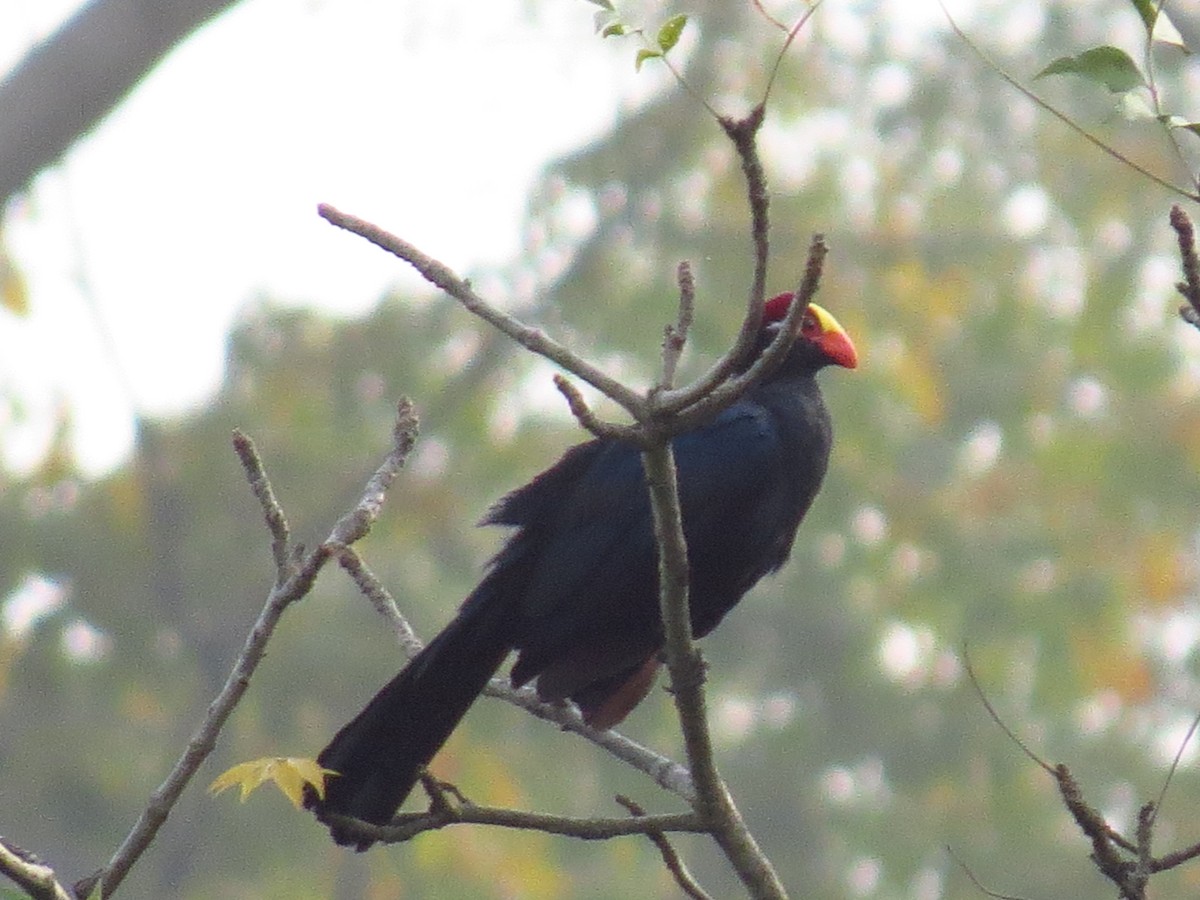 Turaco Violáceo - ML639604017
