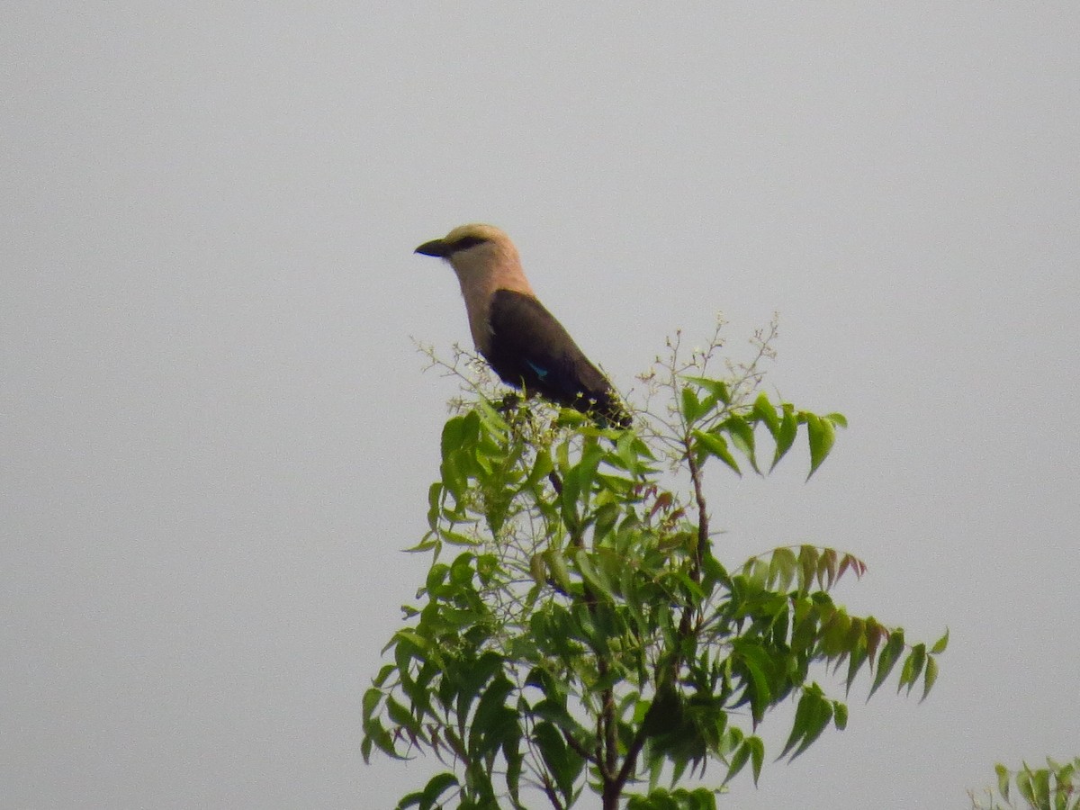Blue-bellied Roller - ML639604070